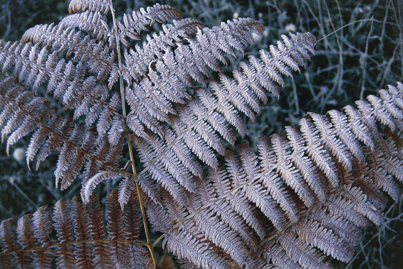 无人,横图,室外,白天,植物,叶子,科学,冰,冬季,冬天,霜,自然,寒冷,摄影,生长,部分,蕨类,环境,冰冷,生物学,脆弱,雾凇,严寒,冰凉,酷寒,凛冽,凛凛,极冷,树挂,彩图