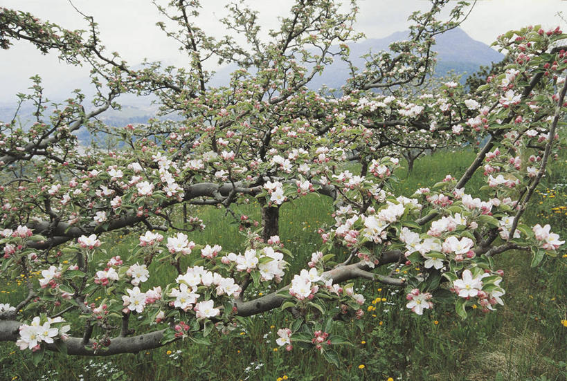无人,果园,横图,室外,白天,美景,苹果,科学,景观,果树,枝,花,花朵,自然,春天,景色,摄影,环境,生物学,自然风光,苹果花,苹果树,落叶树,梨树,彩图