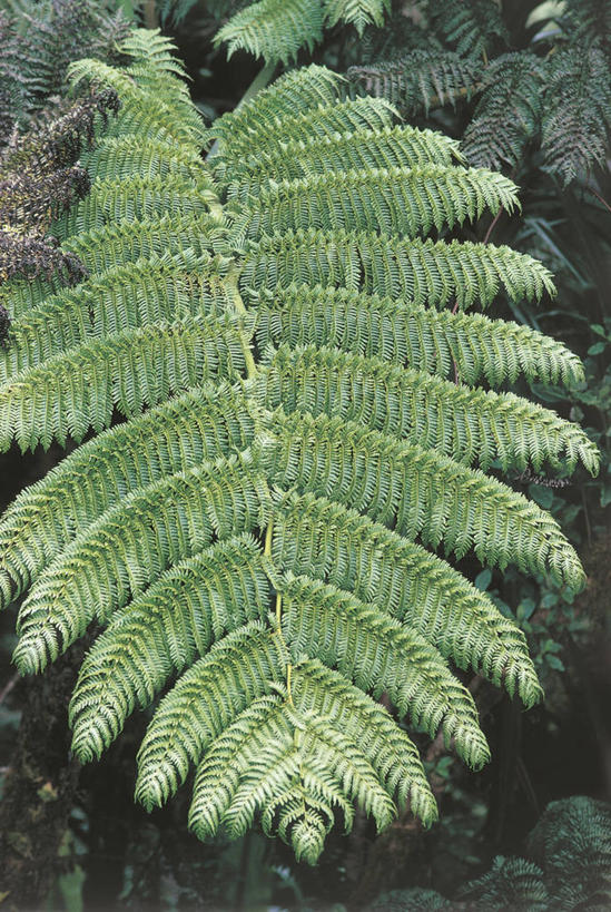 无人,竖图,室外,白天,植物,叶子,科学,自然,摄影,蕨类,环境,生物学,塔西提岛,彩图,法国海外领土