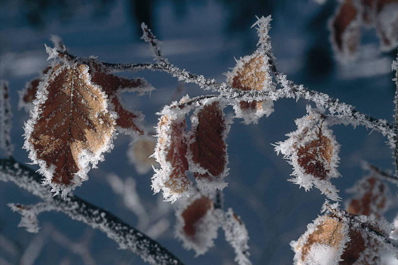 无人,横图,室外,特写,白天,美景,叶子,科学,冰,景观,褐色,枝,天气,霜,树,自然,景色,寒冷,摄影,生物学,脆弱,自然风光,山毛榉,落叶树,麻栎金刚,山毛榉树,彩图,壳斗