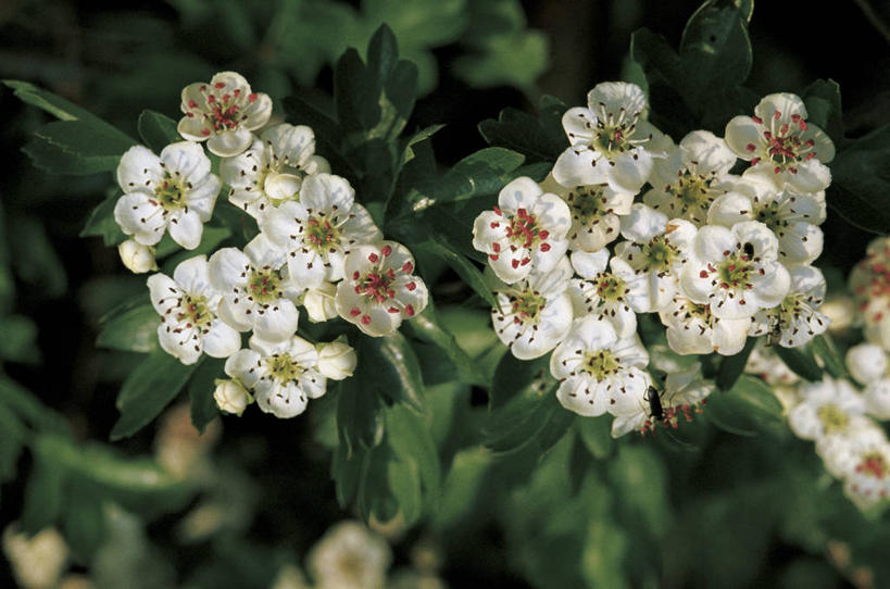 无人,横图,室外,特写,白天,植物,科学,花,白色,自然,山楂树,摄影,灌木,环境,生物学,彩图
