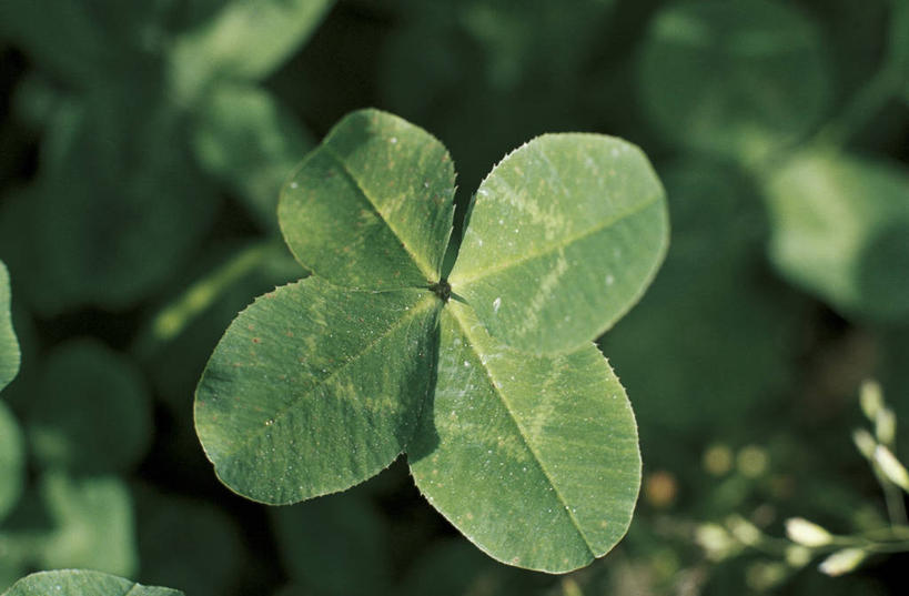 无人,横图,室外,特写,白天,运气,美景,植物,叶子,科学,景观,三叶草,四叶草,自然,景色,摄影,环境,生物学,自然风光,彩图