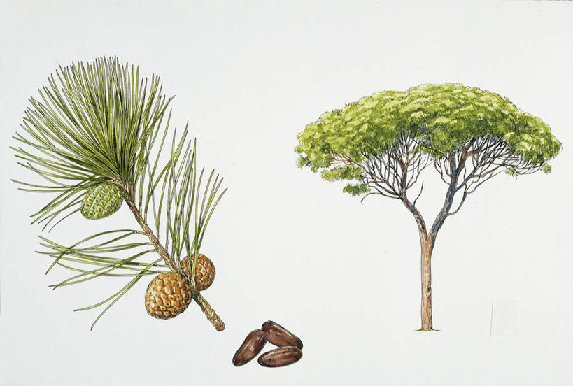 无人,横图,插画,白色背景,数码,科技,松树,阴影,科学,网络,松果,种子,高光,几何,计算机图形,合成,图画,画,树,白色,自然,部分,环境,电脑合成图,数码合成图,生物学,合成图,坚定,漫画,云杉,写实,具体,具象,常绿树,长寿,贞洁,伞松,针叶树,彩图,防火树,金松