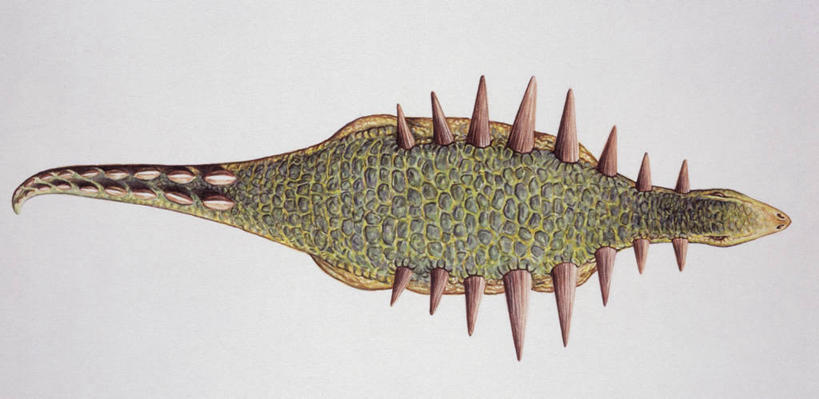 无人,横图,全景,俯视,白色背景,野生动物,白色,自然,动物,恐龙,环境,锋利,尖锐,军用车,古代史,地质学,史前时代,彩图,高角度拍摄,白垩系,过去,古生物学