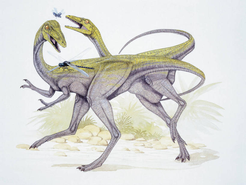 无人,横图,室外,白天,野生动物,四只,蜻蜓,昆虫,自然,动物,恐龙,环境,节肢动物,益虫,侏罗纪,古代史,地质学,史前时代,彩图,食物链,过去,古生物学