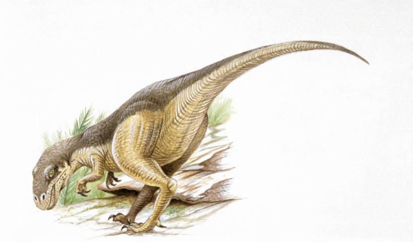 无人,站,横图,插画,留白,侧面,数码,科技,野生动物,弯腰,阴影,网络,高光,几何,计算机图形,合成,图画,历史,画,动物,恐龙,电脑合成图,数码合成图,合成图,漫画,写实,具体,具象,异特龙,侏罗纪,古代史,地质学,史前时代,彩图,中生代,过去,古生物学