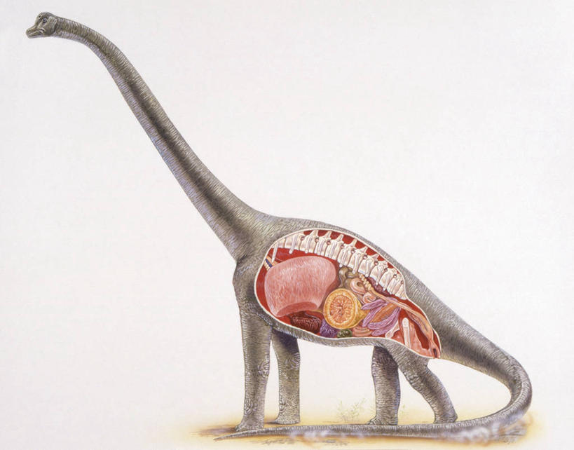 无人,站,横图,插画,白色背景,侧面,数码,科技,野生动物,阴影,科学,网络,高光,几何,计算机图形,合成,图画,历史,画,白色,动物,恐龙,电脑合成图,数码合成图,生物学,合成图,横截面,漫画,写实,具体,具象,肠道,消化道,吸收,消化管,侏罗纪,古代史,消化,排泄,地质学,腕龙,史前时代,摄取,彩图,消化腺,转运,消化系统,中生代,过去,古生物学