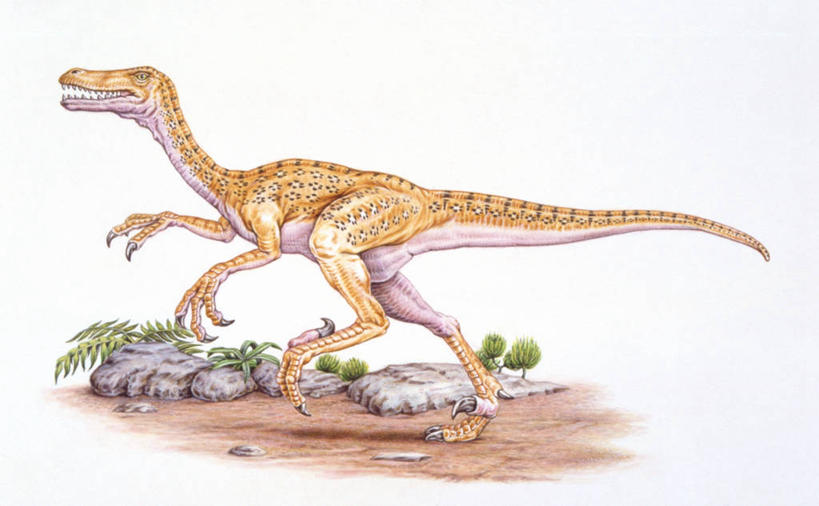 无人,跑,横图,插画,室外,白天,白色背景,侧面,数码,科技,野生动物,阴影,网络,高光,几何,计算机图形,合成,图画,历史,画,白色,动物,恐龙,电脑合成图,数码合成图,合成图,漫画,写实,具体,具象,古代史,地质学,迅猛龙,史前时代,彩图,中生代,白垩系,过去,古生物学