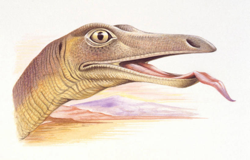 无人,横图,插画,室外,特写,白天,数码,科技,野生动物,阴影,网络,高光,几何,计算机图形,合成,图画,历史,画,动物,打开,恐龙,电脑合成图,数码合成图,开启,合成图,漫画,写实,具体,具象,古代史,地质学,史前时代,彩图,似鸵龙,中生代,白垩系,过去,古生物学