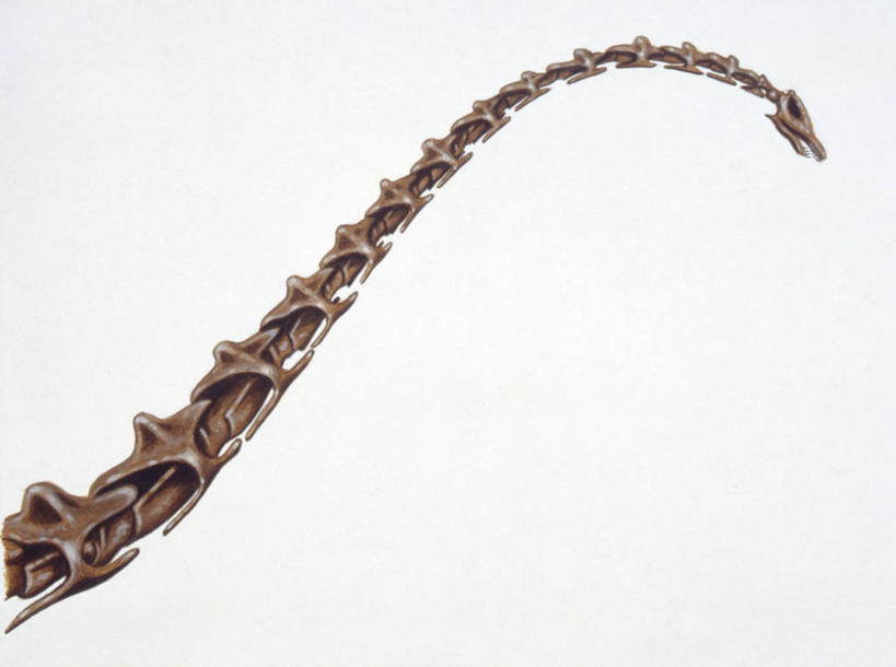 划船,脊椎,无人,横图,插画,白色背景,侧面,锻炼,快乐,比赛,运动,竞争,数码,科技,野生动物,阴影,网络,高光,几何,计算机图形,合成,图画,历史,娱乐,画,白色,动物,休闲,人体,恐龙,部分,电脑合成图,数码合成图,体育运动,合成图,漫画,写实,具体,具象,荡舟,侏罗纪,古代史,地质学,梁龙,史前时代,体育,脊柱,颈,彩图,健身,中生代,过去,古生物学