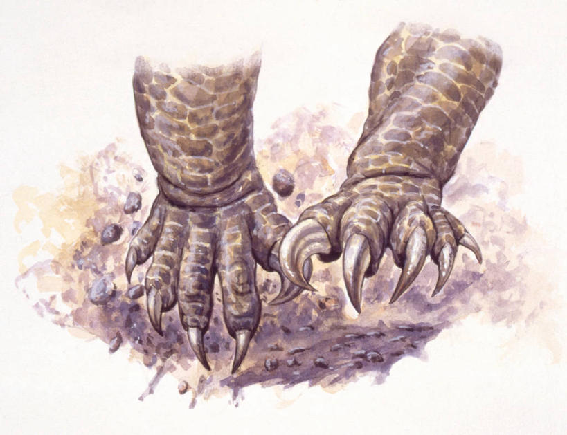 无人,横图,插画,室外,特写,白天,数码,科技,野生动物,阴影,网络,泥土,高光,几何,计算机图形,合成,图画,历史,画,自然,动物,恐龙,爪,部分,环境,电脑合成图,数码合成图,合成图,漫画,远古,写实,具体,具象,三叠纪,古代史,地质学,史前时代,彩图,年代,板龙,地质年代,地质时代,时代,显生宙,中生代,过去,古生物学