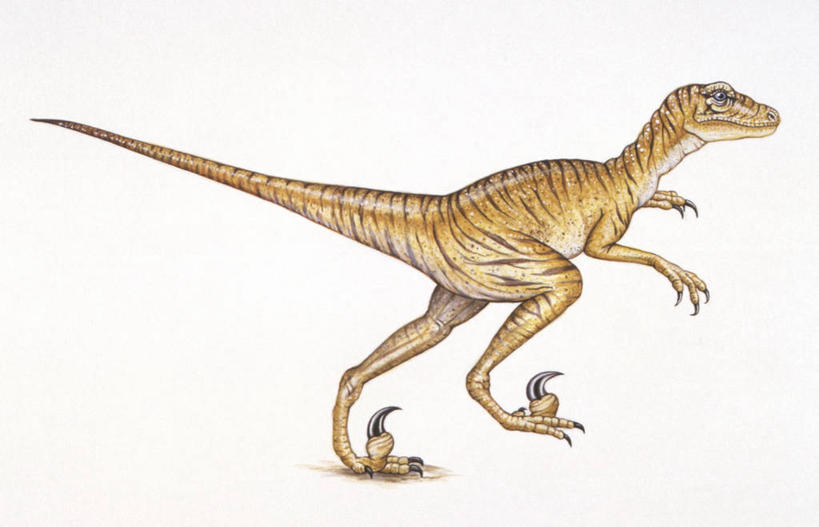 无人,横图,插画,白色背景,侧面,数码,科技,野生动物,阴影,网络,高光,几何,计算机图形,合成,图画,历史,画,白色,动物,恐龙,爪,电脑合成图,数码合成图,合成图,漫画,写实,具体,具象,古代史,地质学,史前时代,恐爪龙,步行,彩图,白垩系,过去,古生物学