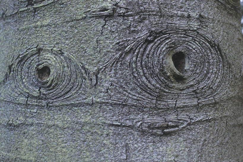 无人,横图,室外,特写,白天,背景,科学,树皮,树,树干,自然,摄影,环境,生物学,杉树,云杉,肌理,常绿树,针叶树,彩图