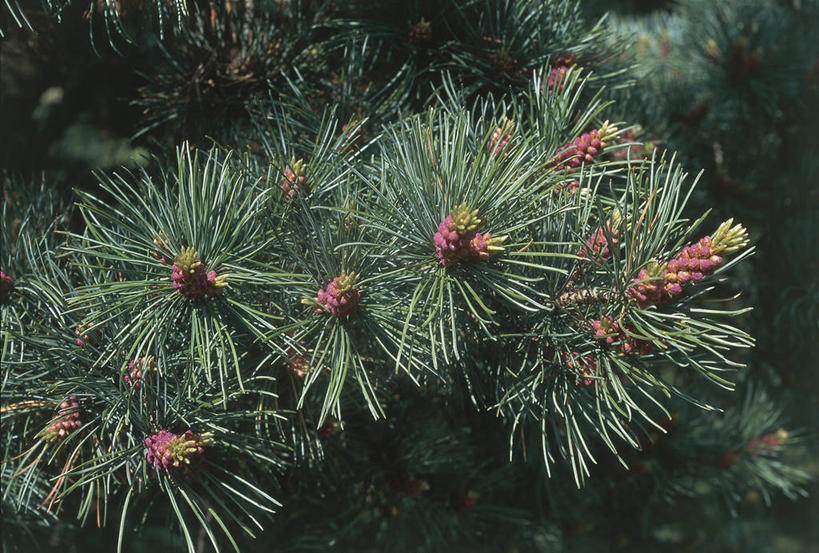 无人,横图,室外,特写,白天,松树,科学,松果,种子,枝,树,自然,摄影,环境,生物学,注射器,云杉,常绿树,开端,针叶树,彩图,针叶