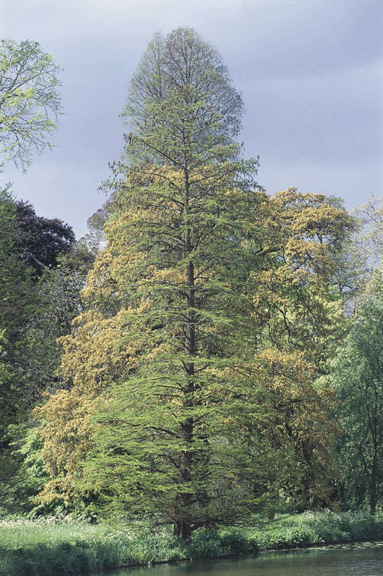 无人,竖图,室外,白天,河流,美景,森林,柏树,松树,科学,景观,流水,树,风景,自然,景色,摄影,环境,生物学,自然风光,坚定,长寿,贞洁,水松,彩图