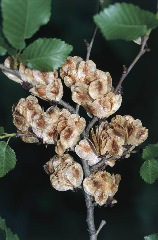 无人,竖图,室外,特写,白天,榆树,叶子,科学,种子,枝,树,自然,摄影,环境,生物学,落叶树,开端,彩图