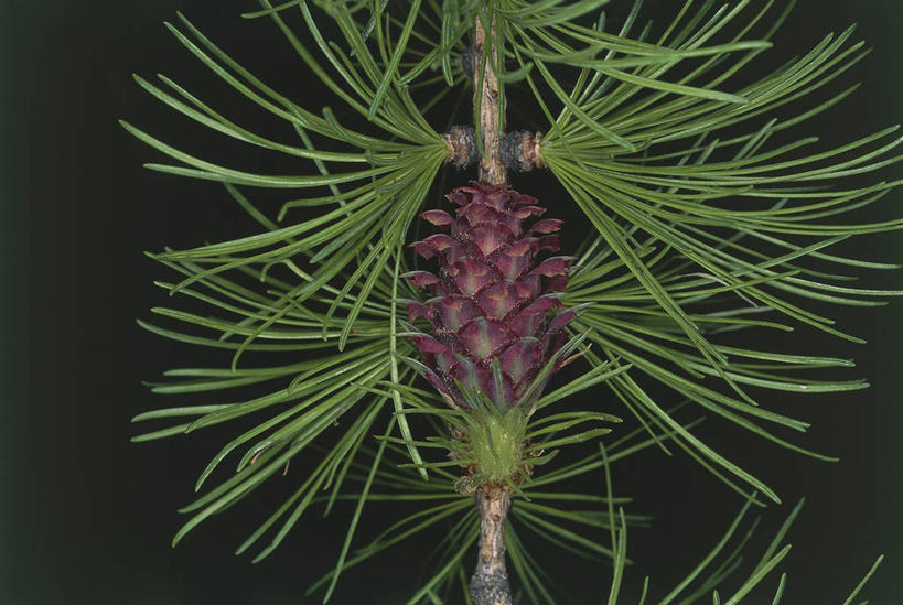 无人,横图,室外,特写,白天,美景,松树,黑色背景,科学,景观,松果,种子,树,黑色,自然,景色,摄影,部分,环境,生物学,注射器,自然风光,云杉,落叶松,针叶树,彩图,针叶,欧洲落叶松