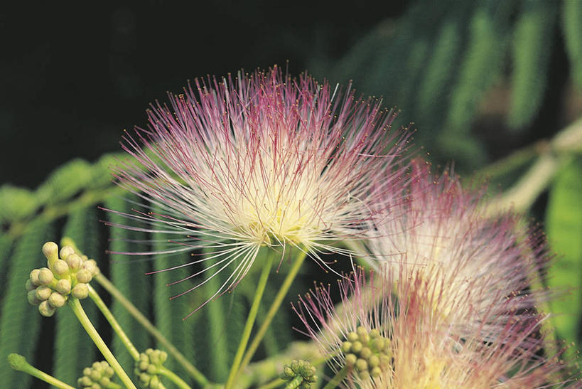 无人,横图,室外,特写,白天,美景,植物,含羞草,叶子,科学,景观,花,树,自然,景色,摄影,环境,生物学,脆弱,自然风光,彩图