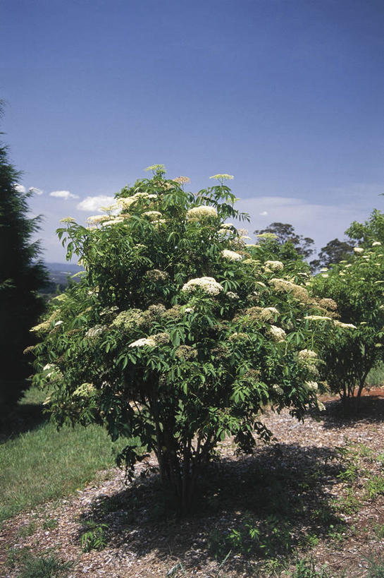 无人,竖图,室外,白天,美景,浆果,阴影,科学,景观,树,风景,天空,自然,景色,摄影,环境,生物学,自然风光,接骨木,万里无云,忍冬,彩图