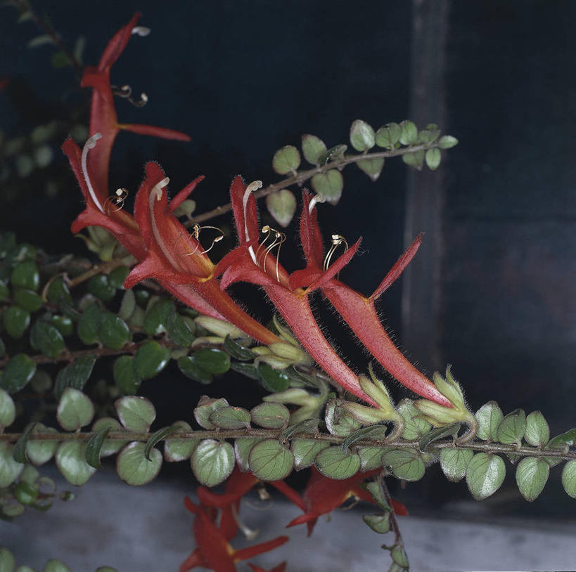 无人,横图,方图,室外,特写,白天,美景,植物,叶子,科学,景观,枝,红色,自然,景色,摄影,环境,生物学,自然风光,非洲堇,彩图