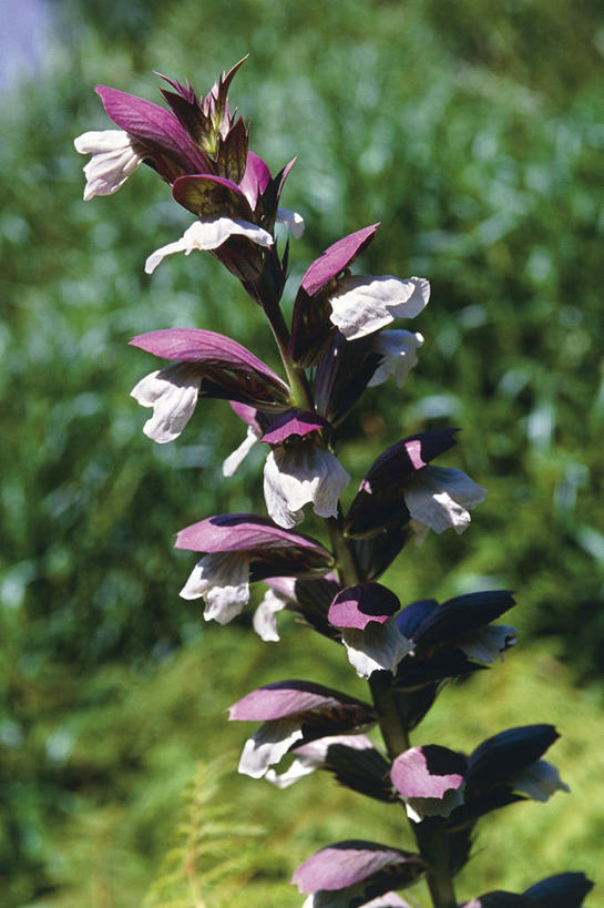 无人,竖图,室外,特写,白天,美景,植物,叶子,科学,景观,草药,药草,中药,花,花瓣,树,自然,景色,摄影,灌木,环境,生物学,自然风光,药材,中草药,中药材,本草,爵床,彩图