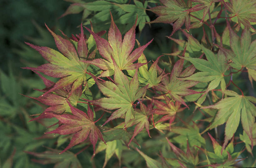 无人,横图,室外,特写,白天,枫树,叶子,科学,枝,树,自然,摄影,环境,生物学,落叶树,秋天,彩图