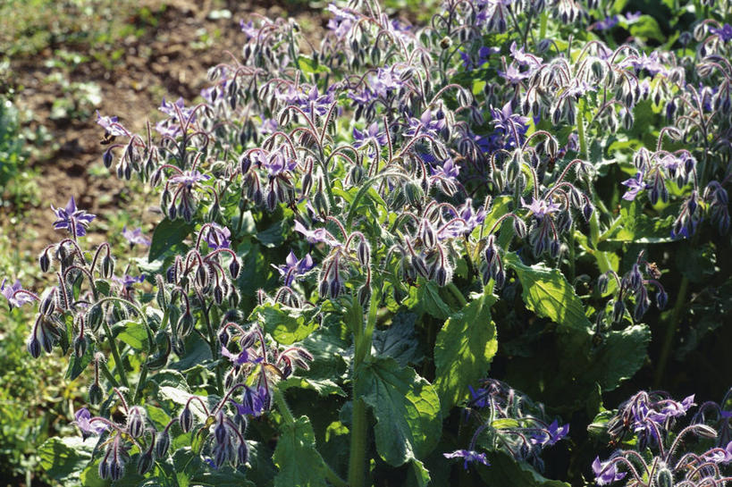 无人,横图,室外,白天,植物,日光,科学,花,紫色,自然,摄影,生长,环境,生物学,草本,琉璃苣,彩图