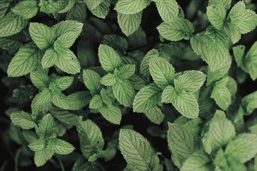 无人,横图,俯视,室外,白天,背景,植物,叶子,科学,薄荷,薄荷叶,自然,摄影,环境,生物学,草本,胡椒薄荷,彩图,高角度拍摄
