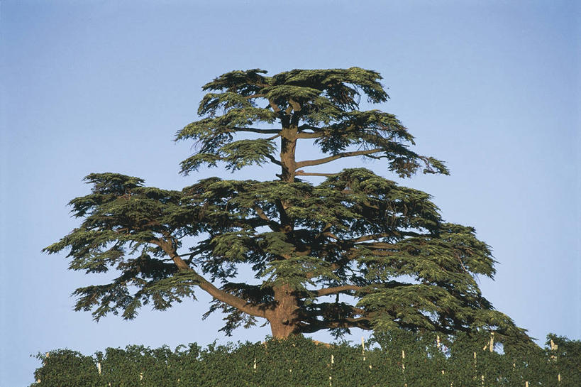 无人,横图,室外,白天,科学,树,一个,天空,自然,摄影,单个,环境,生物学,云杉,万里无云,彩图