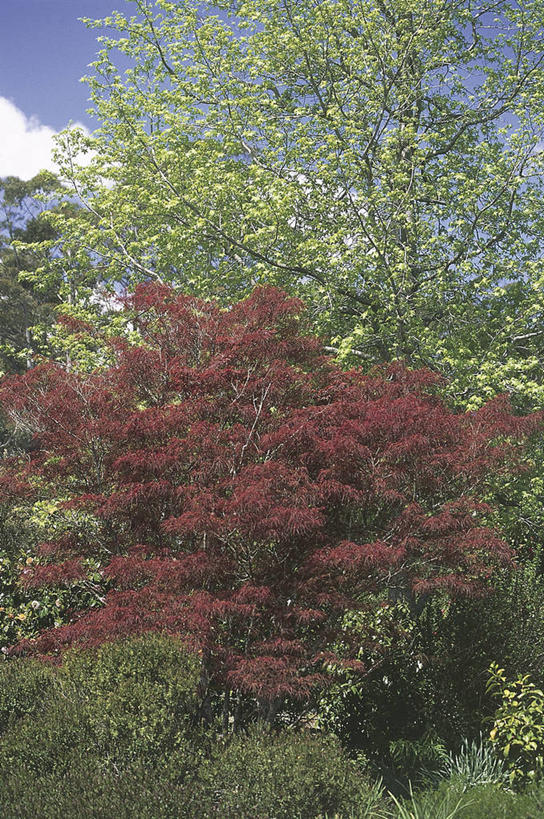 无人,竖图,室外,白天,枫树,科学,树,自然,摄影,环境,生物学,落叶树,鸡爪枫,彩图