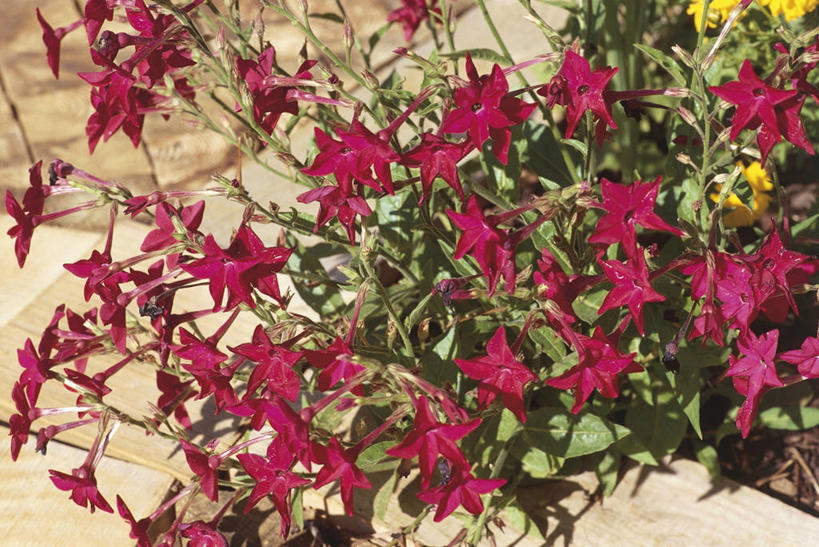 无人,横图,室外,白天,植物,科学,花,紫色,自然,摄影,灌木,环境,生物学,花烟草,彩图