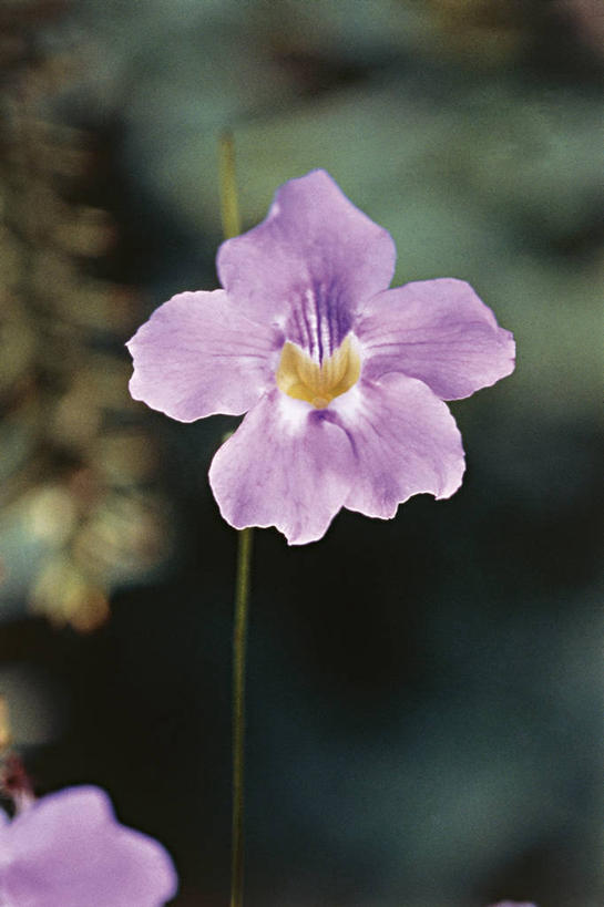 无人,竖图,室外,特写,白天,植物,科学,草药,药草,中药,紫色,自然,摄影,环境,生物学,药材,中草药,中药材,本草,爵床,彩图