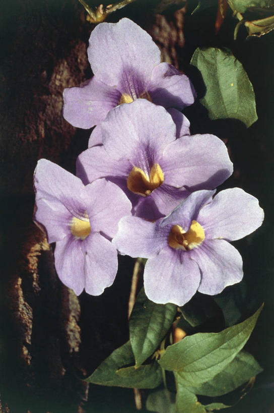 无人,竖图,室外,特写,白天,植物,科学,草药,药草,中药,花,紫色,自然,摄影,环境,生物学,药材,中草药,中药材,本草,爵床,彩图