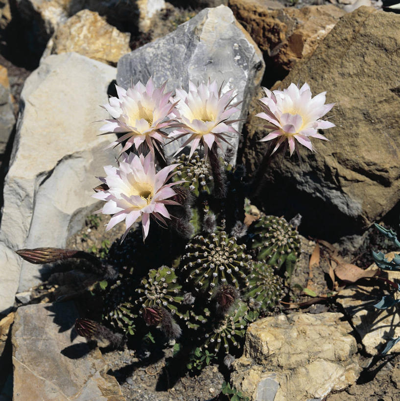 无人,竖图,方图,室外,白天,百合花,仙人掌,科学,花,自然,摄影,生长,环境,生物学,桶仙人掌,岩石,彩图,肉质植物