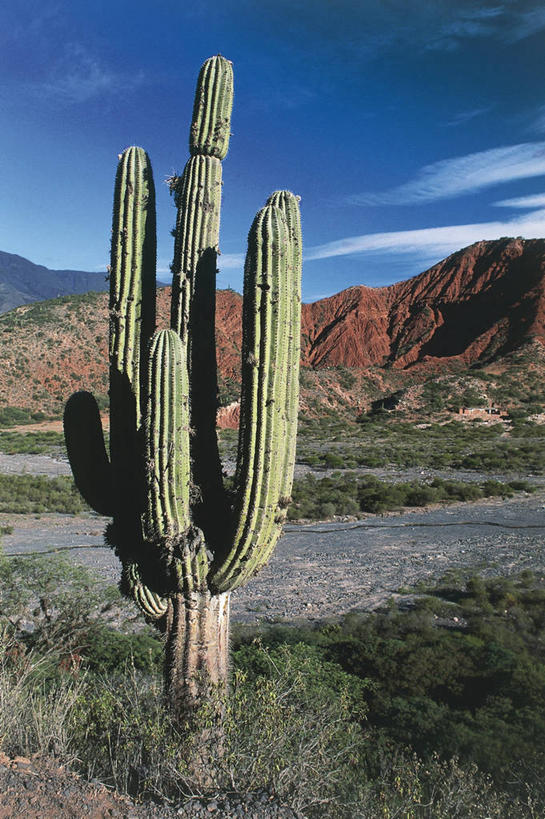 无人,竖图,室外,白天,沙漠,山,仙人掌,阿根廷,地平线,辽阔,地面,风景,自然,广阔,南美,摄影,一望无际,环境,气候,拉丁美洲,延伸,天地相交,无边无际,一马平川,萨尔塔省,自然地理,彩图,肉质植物