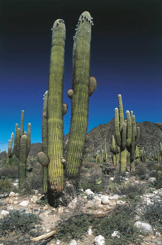 无人,竖图,室外,白天,沙漠,山,仙人掌,阿根廷,风景,天空,自然,南美,摄影,环境,气候,拉丁美洲,万里无云,萨尔塔省,自然地理,彩图,肉质植物