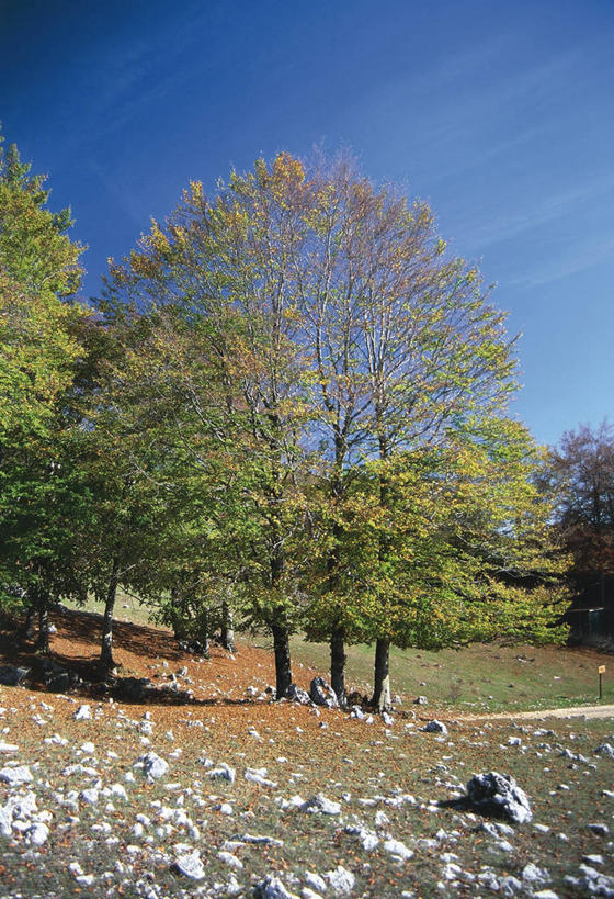 无人,竖图,室外,白天,山,科学,树,自然,摄影,环境,生物学,山毛榉,落叶树,麻栎金刚,山毛榉树,岩石,彩图,欧洲山毛榉,壳斗