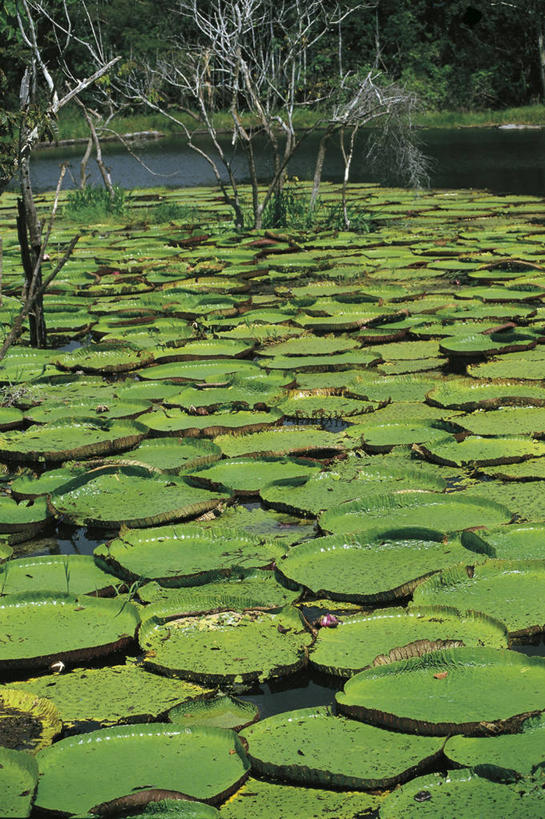 无人,竖图,室外,白天,湖,河流,植物,睡莲,叶子,巴西,漂浮,科学,流水,自然,南美,摄影,环境,生物学,拉丁美洲,水生植物,热带雨林,自然地理,彩图,亚马逊雨林