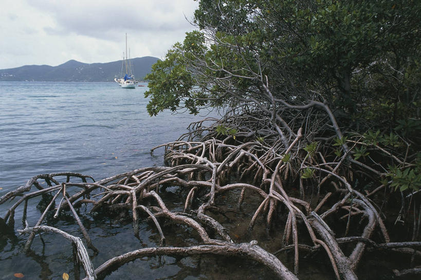 无人,横图,室外,白天,海洋,水,加勒比海,美国,科学,根部,枝,树干,自然,南美,摄影,环境,生物学,南美洲,国家公园,拉丁美洲,美洲,维京群岛,亚美利加洲,南亚美利加洲,处女群岛,维尔京群岛,背风群岛,自然地理,彩图,圣约翰,红树林,郊野公园