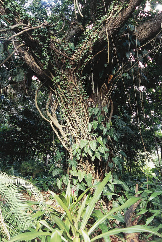 无人,竖图,室外,白天,森林,植物,科学,树,自然,摄影,环境,生物学,气候,热带气候,国家公园,英属维京群岛,维京群岛,自然地理,彩图,附生植物,郊野公园