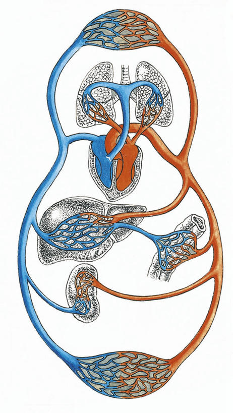 心脏,动脉,血管,无人,竖图,插画,白色背景,数码,科技,阴影,科学,网络,高光,几何,计算机图形,联系,合成,图画,画,红色,蓝色,白色,人体,电脑合成图,数码合成图,生物学,心血管系统,合成图,漫画,写实,具体,具象,人体结构,心,彩图