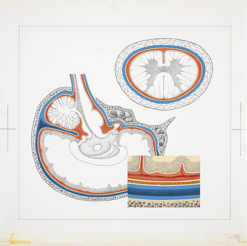 脑,肌肉,健壮,无人,横图,方图,插画,白色背景,数码,科技,阴影,科学,网络,膜,高光,几何,计算机图形,合成,图画,画,白色,健康,活力,力量,人体,青春,电脑合成图,数码合成图,生物学,强壮,合成图,横截面,漫画,写实,具体,具象,大脑皮质,软脑膜,硬脑膜,人体结构,彩图,脑膜,神经系统