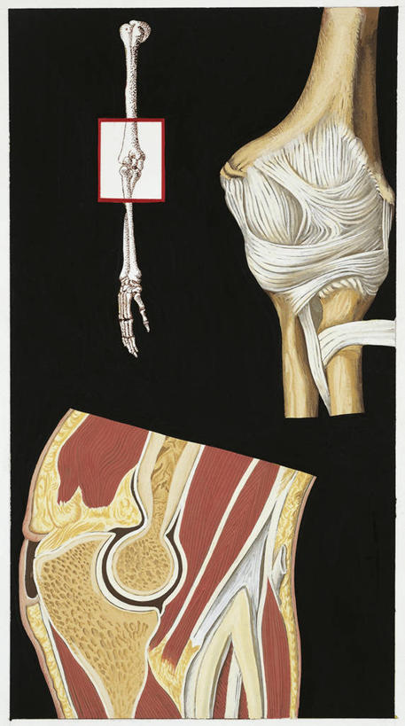 骨骼,肌肉,关节,肘,健壮,无人,竖图,全景,插画,数码,科技,阴影,黑色背景,科学,网络,高光,几何,计算机图形,合成,图画,画,黑色,健康,活力,力量,人体,青春,部分,电脑合成图,数码合成图,生物学,强壮,合成图,韧带,漫画,写实,具体,具象,四肢,人体结构,手臂,彩图