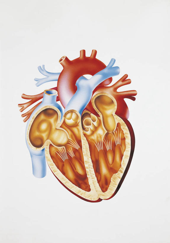 心脏,动脉,肌肉,血管,健壮,无人,竖图,插画,白色背景,正面,数码,科技,阴影,科学,网络,高光,几何,计算机图形,合成,图画,画,一个,白色,健康,活力,力量,人体,单个,青春,电脑合成图,数码合成图,生物学,心血管系统,强壮,合成图,横截面,漫画,写实,具体,具象,人体结构,心,彩图