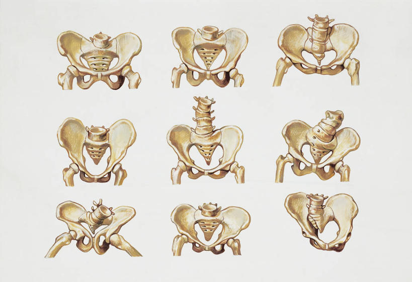 骨骼,骨盆,无人,横图,插画,白色背景,正面,数码,科技,一排,阴影,整齐,科学,网络,高光,几何,计算机图形,合成,图画,破坏,破损,画,排列,白色,躯干,人体,多样,臀,部分,损坏,电脑合成图,数码合成图,生物学,合成图,队列,漫画,写实,具体,具象,髋部,人体结构,彩图