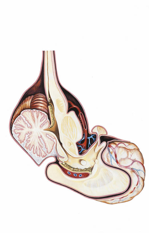 脑,无人,竖图,插画,白色背景,数码,科技,大脑,阴影,科学,网络,高光,几何,计算机图形,合成,图画,画,一个,白色,人体,单个,部分,电脑合成图,数码合成图,生物学,合成图,漫画,写实,具体,具象,人体结构,彩图