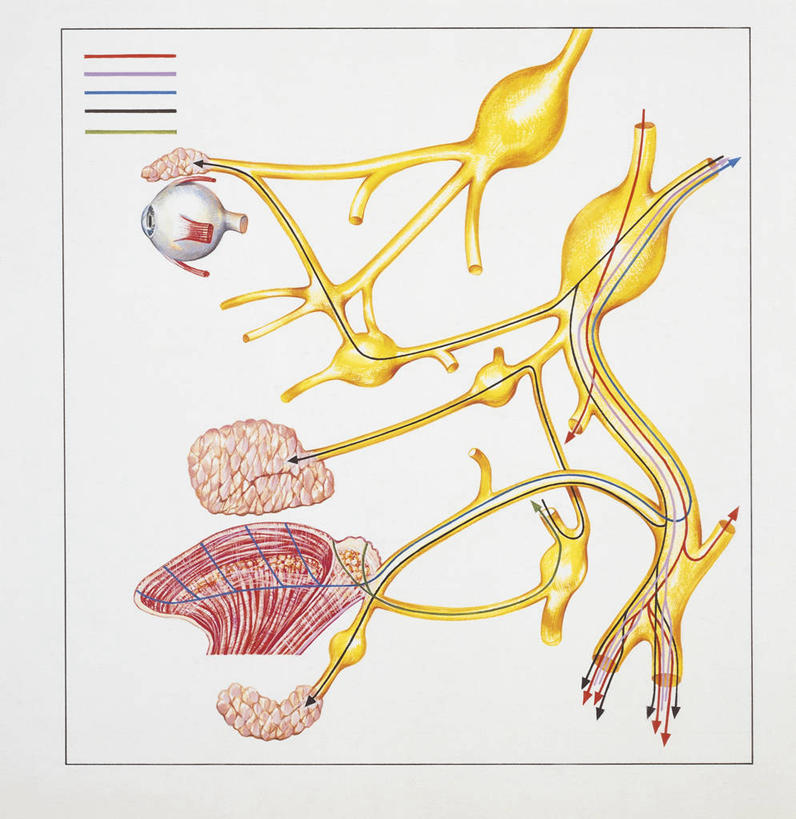 眼睛,脑,无人,竖图,方图,插画,白色背景,数码,科技,指示牌,瞳孔,阴影,科学,网络,标志,图表,文字,高光,几何,计算机图形,合成,图画,方向,标识,箭头,画,白色,人体,眼部,电脑合成图,数码合成图,生物学,指向,合成图,漫画,写实,具体,具象,簇,面神经,人体结构,眼,彩图,神经系统