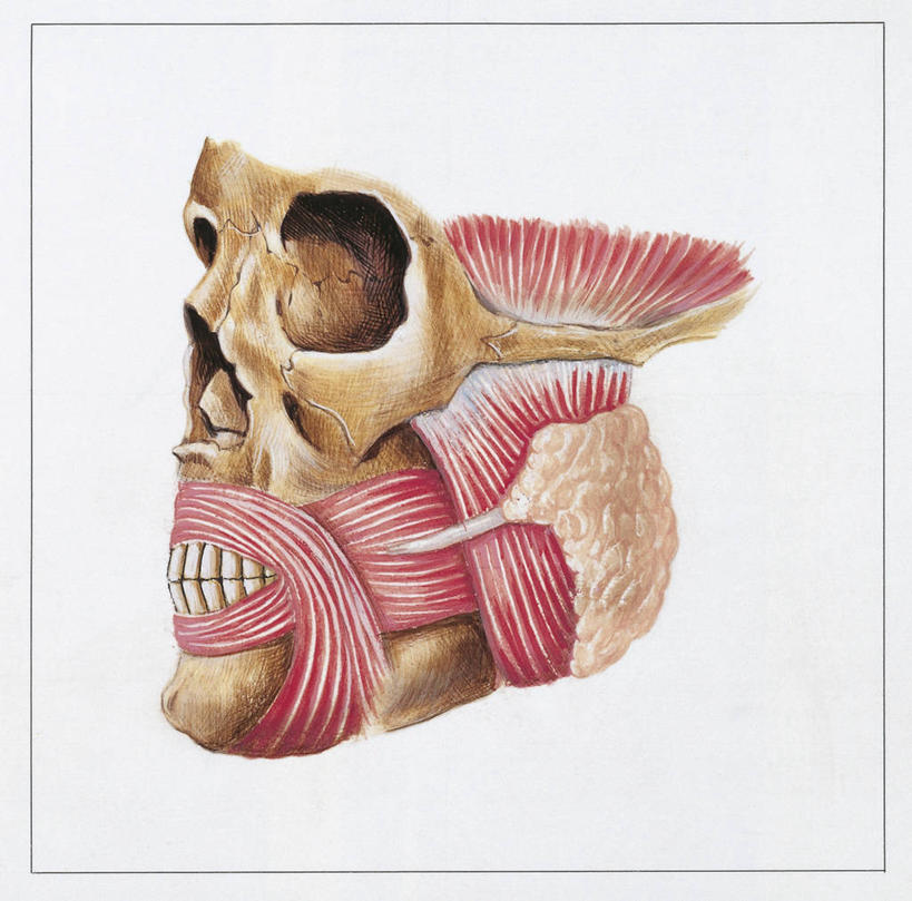 头,颅骨,骨骼,肌肉,健壮,无人,横图,方图,插画,白色背景,数码,科技,阴影,科学,网络,人头骨,骨头,高光,几何,计算机图形,合成,图画,画,白色,纸巾,健康,活力,力量,人体,青春,部分,电脑合成图,数码合成图,骨架,生物学,强壮,合成图,漫画,软骨,写实,具体,具象,唾液腺,人体结构,外分泌腺,头部,彩图