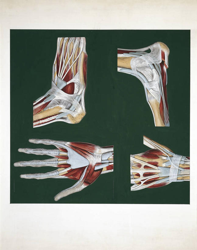 手,肌肉,腿,健壮,无人,竖图,方图,插画,数码,科技,阴影,科学,网络,膜,高光,几何,计算机图形,合成,图画,画,四个,健康,活力,力量,人体,青春,部分,电脑合成图,数码合成图,生物学,强壮,合成图,韧带,漫画,软骨,写实,具体,具象,四肢,人体结构,彩图
