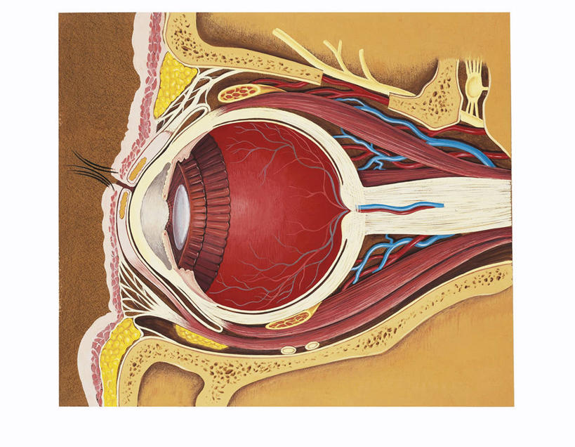 眼睛,肌肉,血管,健壮,无人,横图,插画,侧面,数码,科技,瞳孔,阴影,科学,网络,高光,几何,计算机图形,合成,图画,画,健康,活力,力量,人体,眼部,青春,电脑合成图,数码合成图,视力,生物学,眼球,强壮,合成图,横截面,漫画,写实,具体,具象,视神经,人体结构,眼,彩图,神经系统,视盘,感知